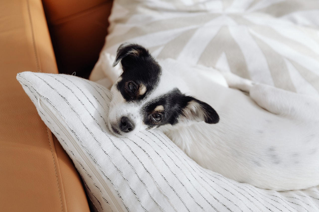 Cane sdraiato sul materasso